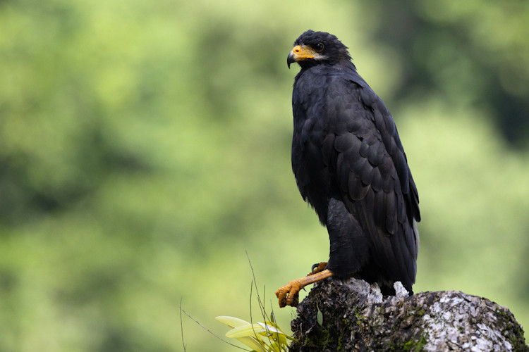 Buteogallus anthracinus