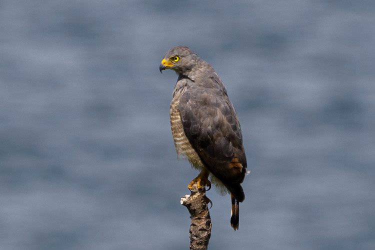 Rupornis magnirostris