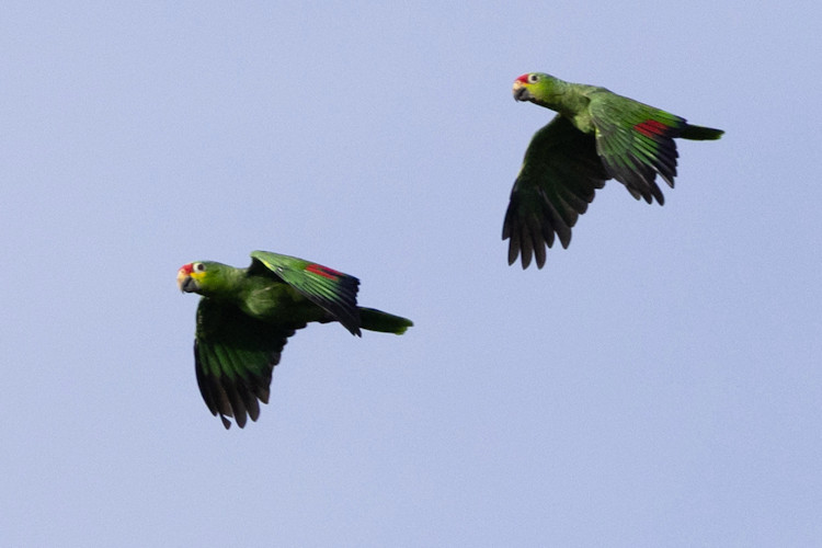 Amazona autumnalis