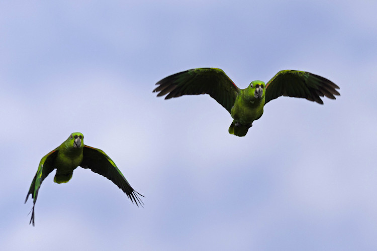Amazona auropalliata