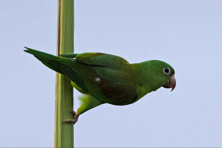 Brotogeris jugularis