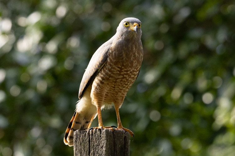 Rupornis magnirostris