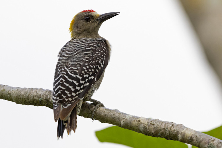 Melanerpes hoffmannii