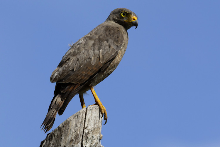 Rupornis magnirostris