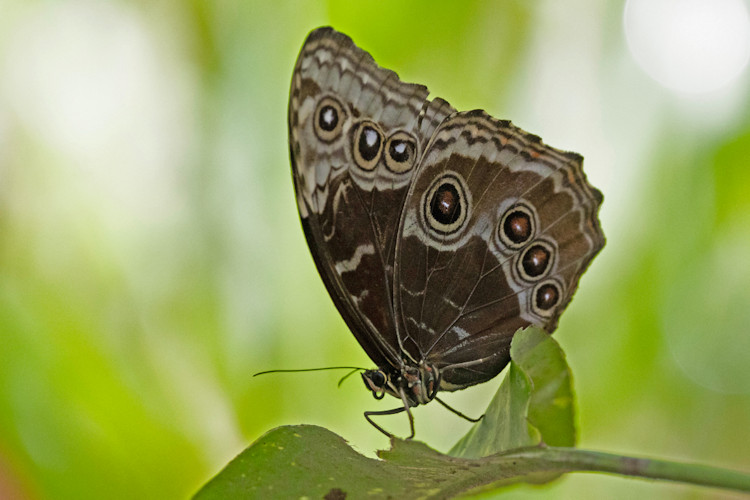 Morpho helenor limpida