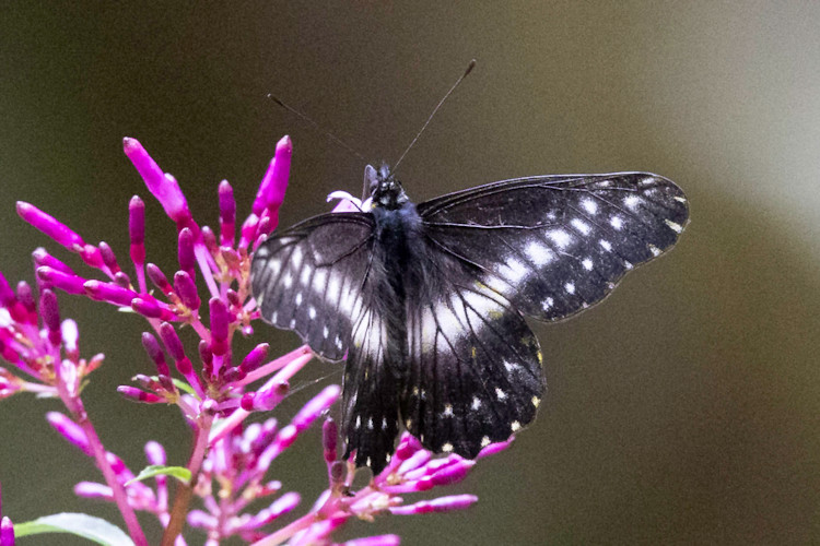 Archonias flisa melanisa