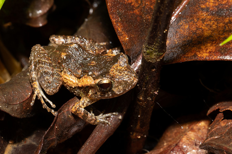 Craugastor stejnegerianus