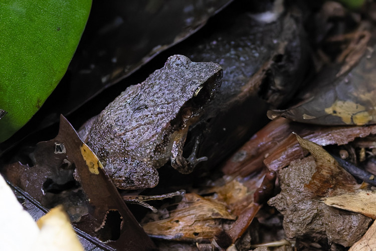 Craugastor stejnegerianus