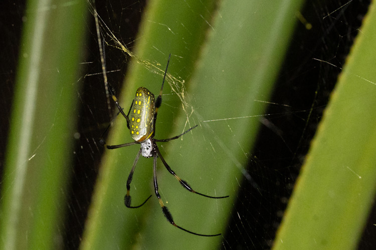 Trichonephila clavipes