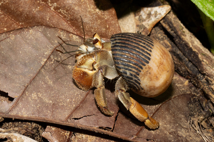 Coenobita compressus