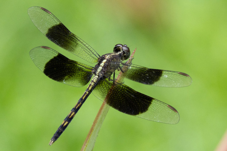 Erythrodiplax funerea