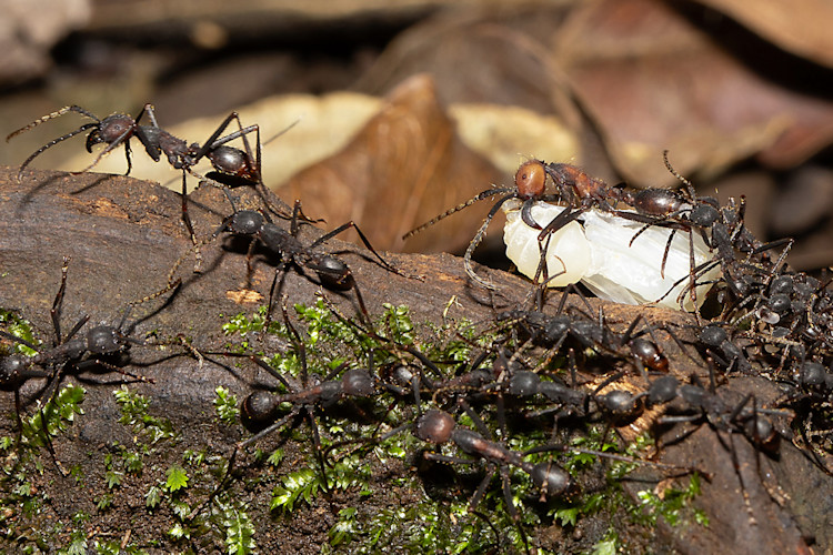 Eciton burchellii parvispinum