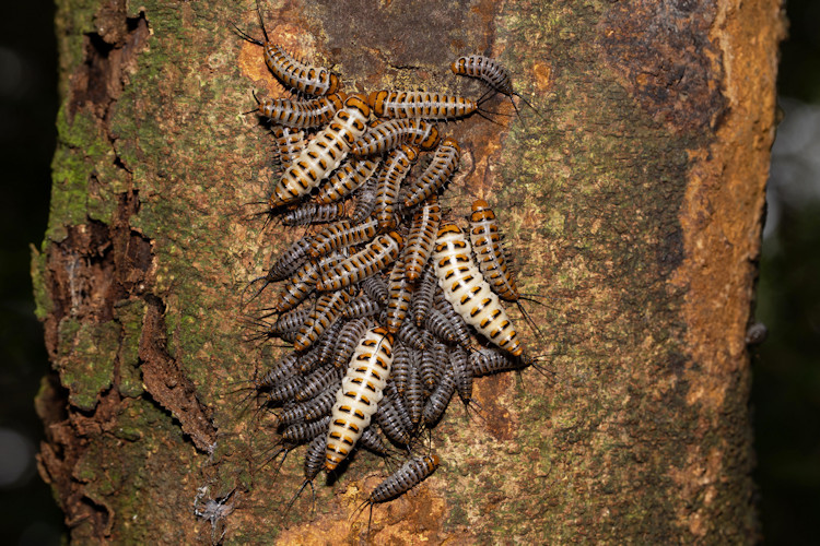 Scaphidomorphus bosci