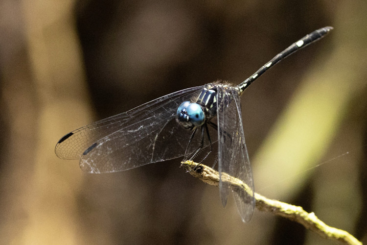 Dythemis nigra
