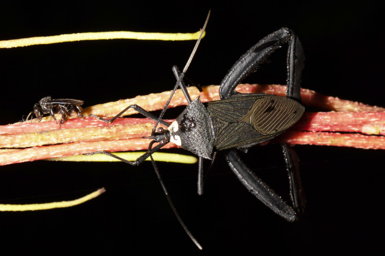 Acanthocephala nigra