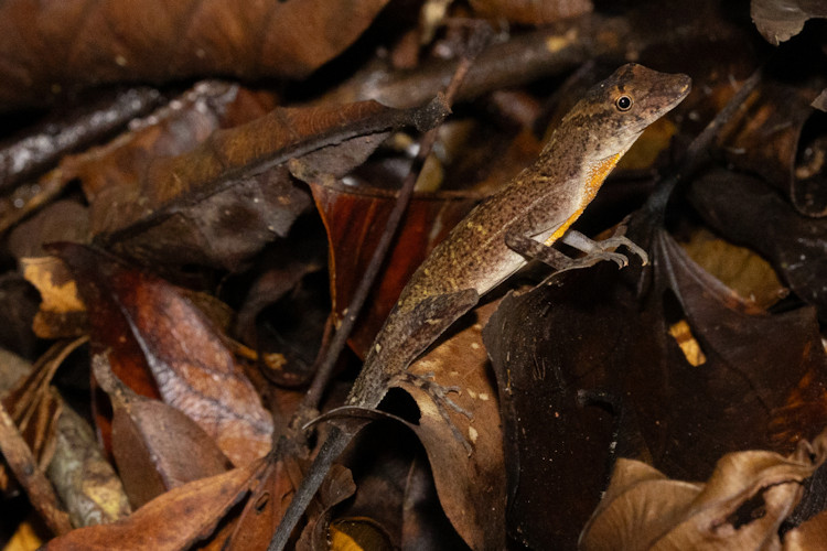 Anolis osa