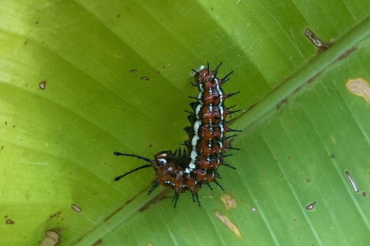 Euptoieta hegesia meridiana