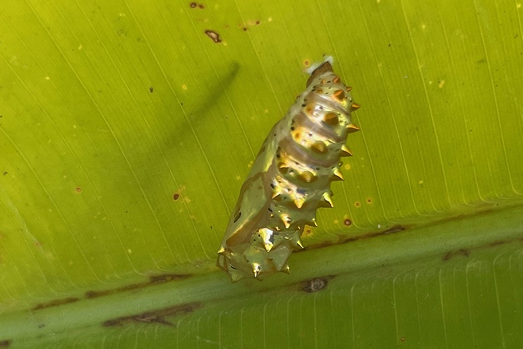 Euptoieta hegesia meridiana