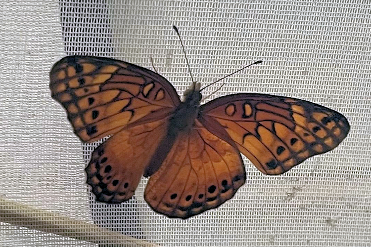 Euptoieta hegesia meridiana